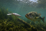 Deep Divin' Jerk Bait
