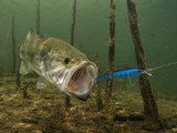 Jointed Jerk Bait