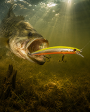 Triple Threat Jerk Bait